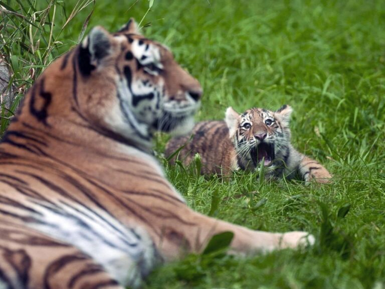 Pair of rare Amur tiger cubs debuting at Minnesota Zoo are raising hopes for the endangered species