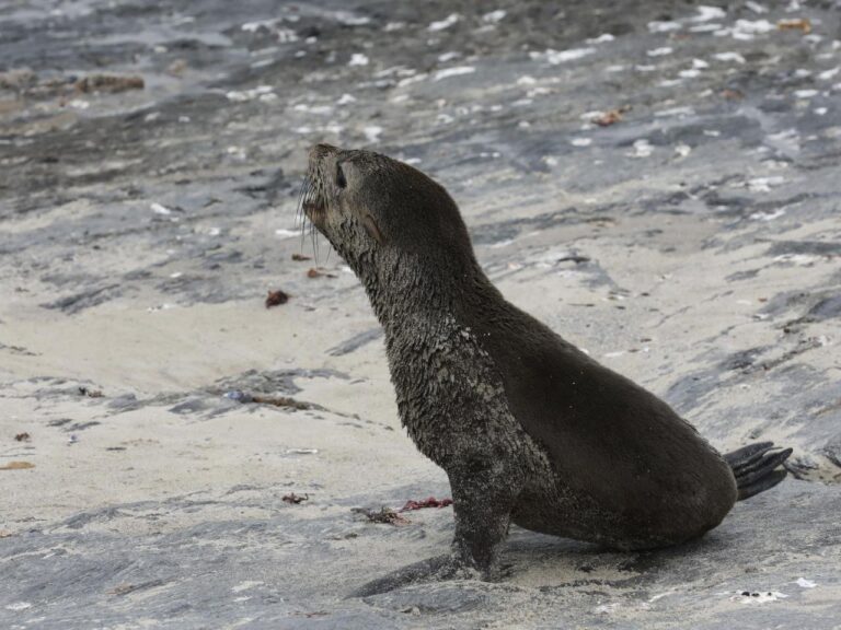 Scientists in South Africa say they have identified the first known outbreak of rabies in seals