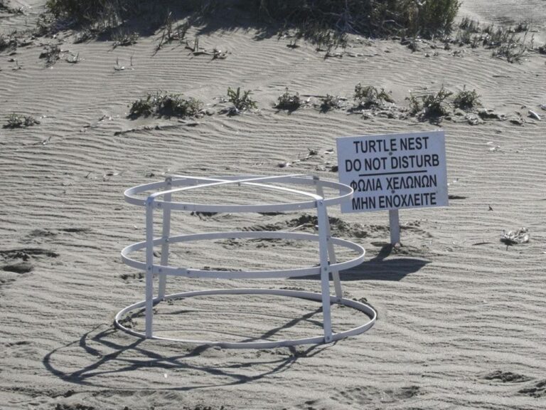 Sea turtles make big comeback on sandy beaches at 2 British military bases in Cyprus