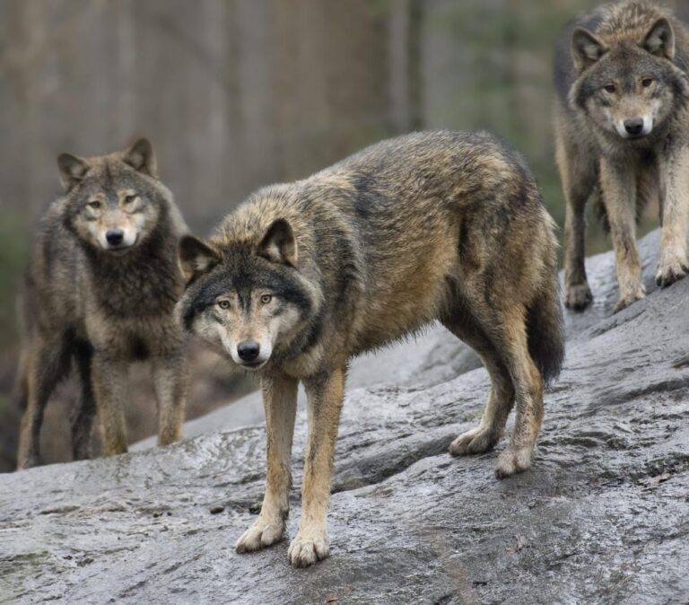 The EU moves to loosen protections for wolves as their population grows