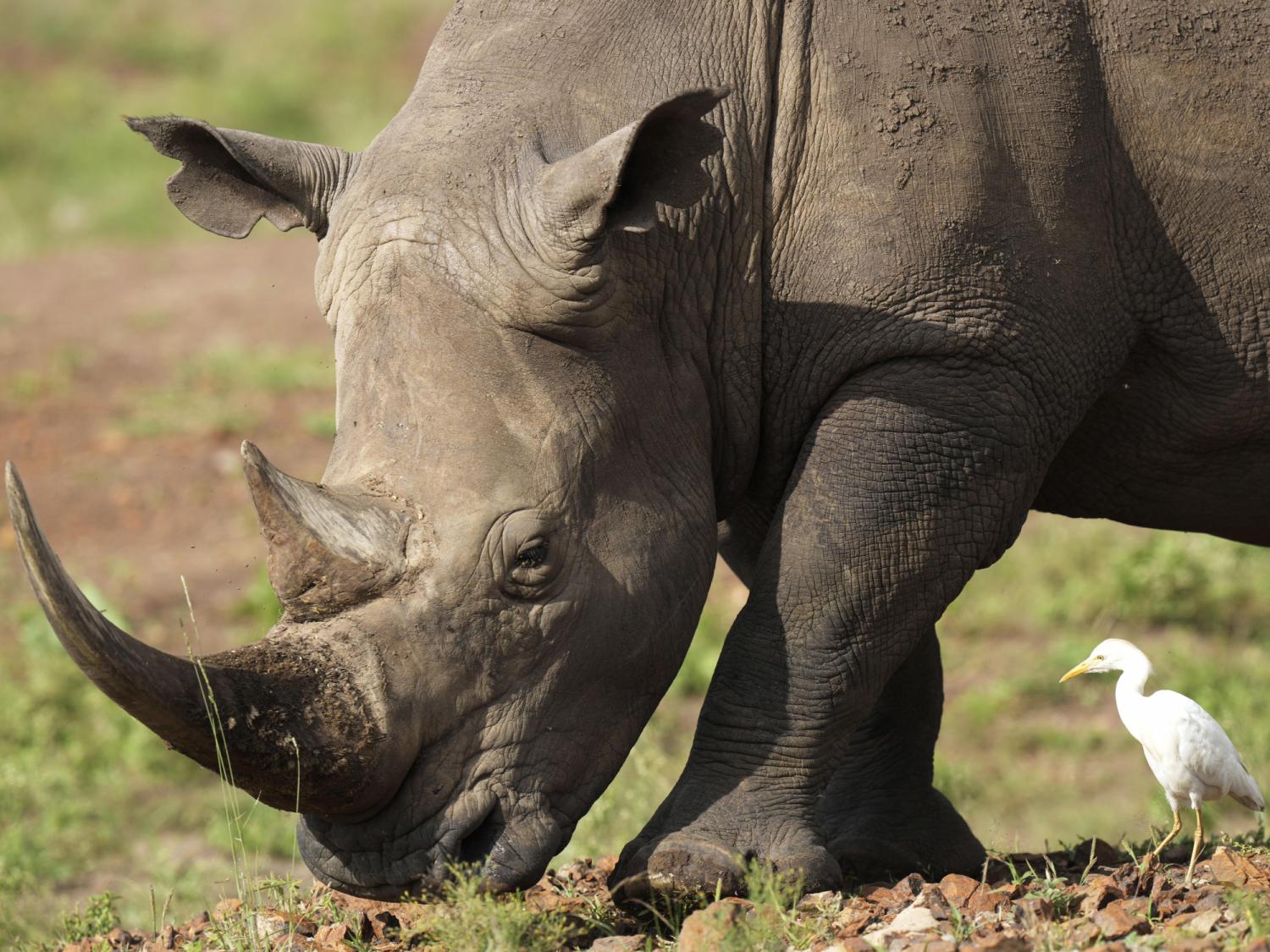 The number of rhinos is slightly up but poaching has increased too