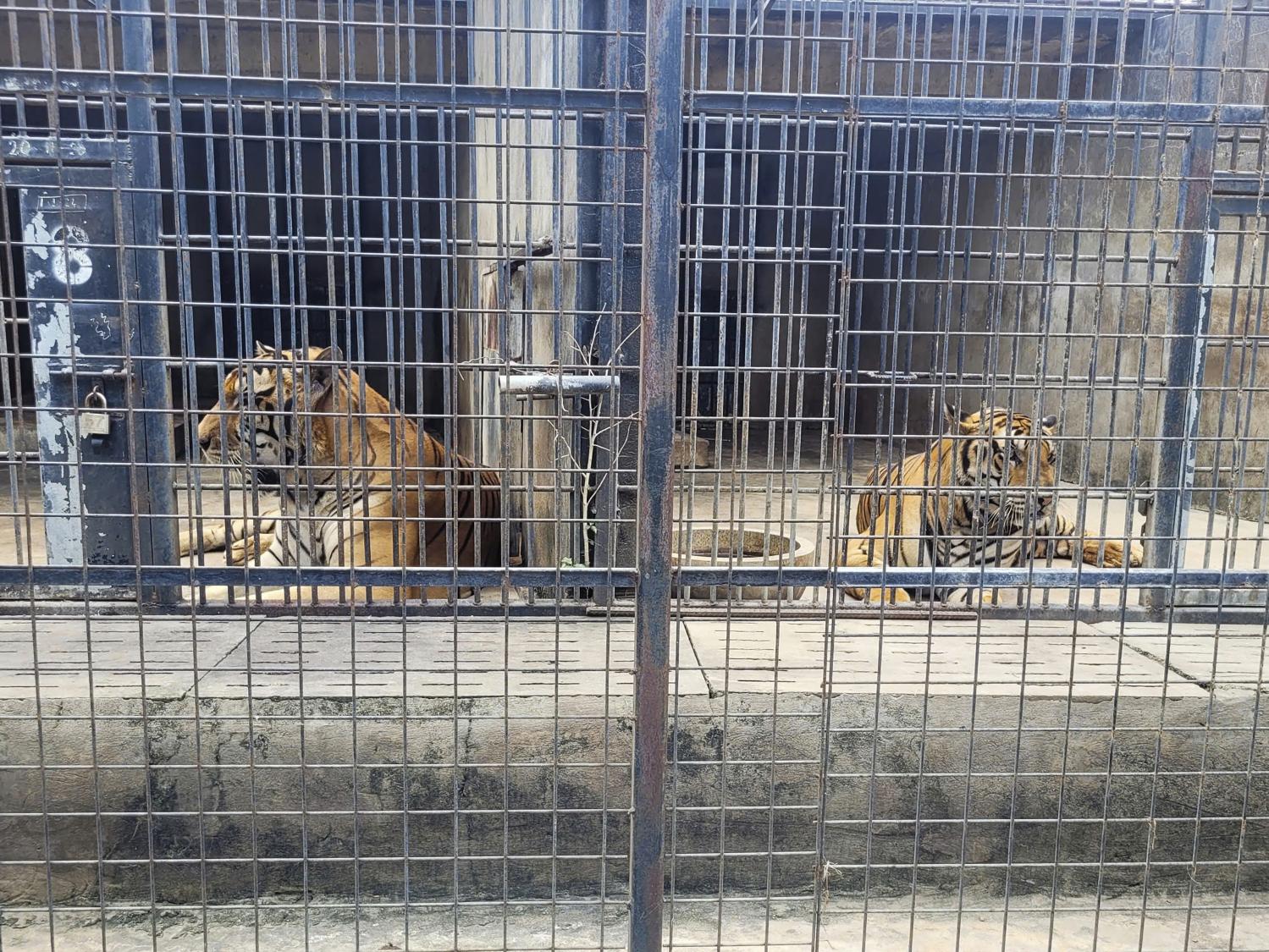 Dozens of zoo tigers die after contracting bird flu in southern Vietnam