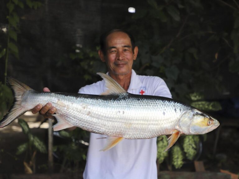 Giant fish thought to be extinct is spotted in the Mekong River