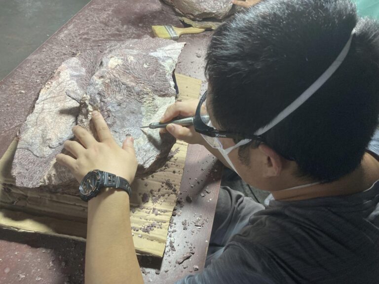 Hong Kong discovers dinosaur fossils for the first time