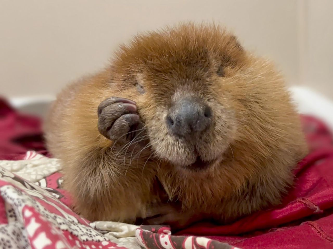 Nibi the beaver's fate lands in court as rescuers try to stop her release into the wild