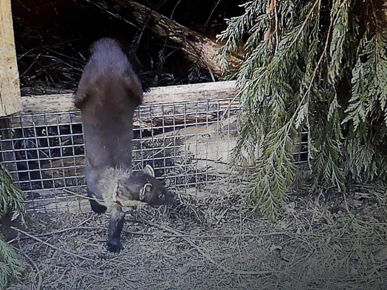 Pine martens are returned to southern England for the first time in a century