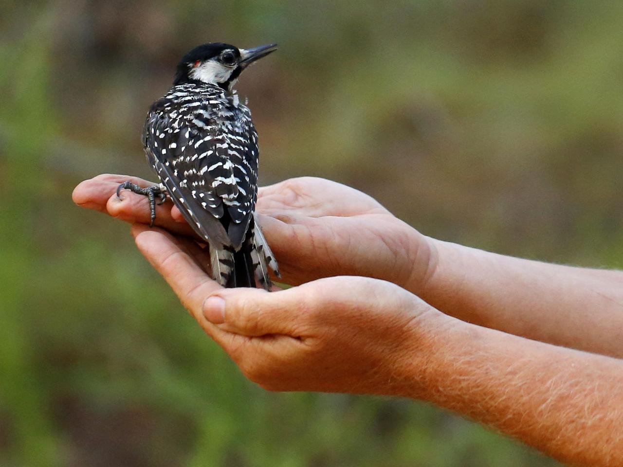 Red-cockaded woodpeckers' recovery in southeast leads to status change from endangered to threatened