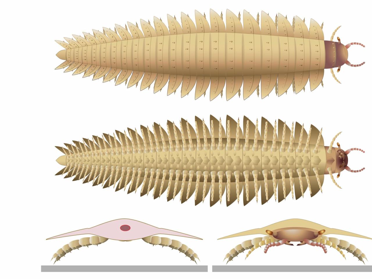 Scientists recreate the head of this ancient 9-foot-long bug