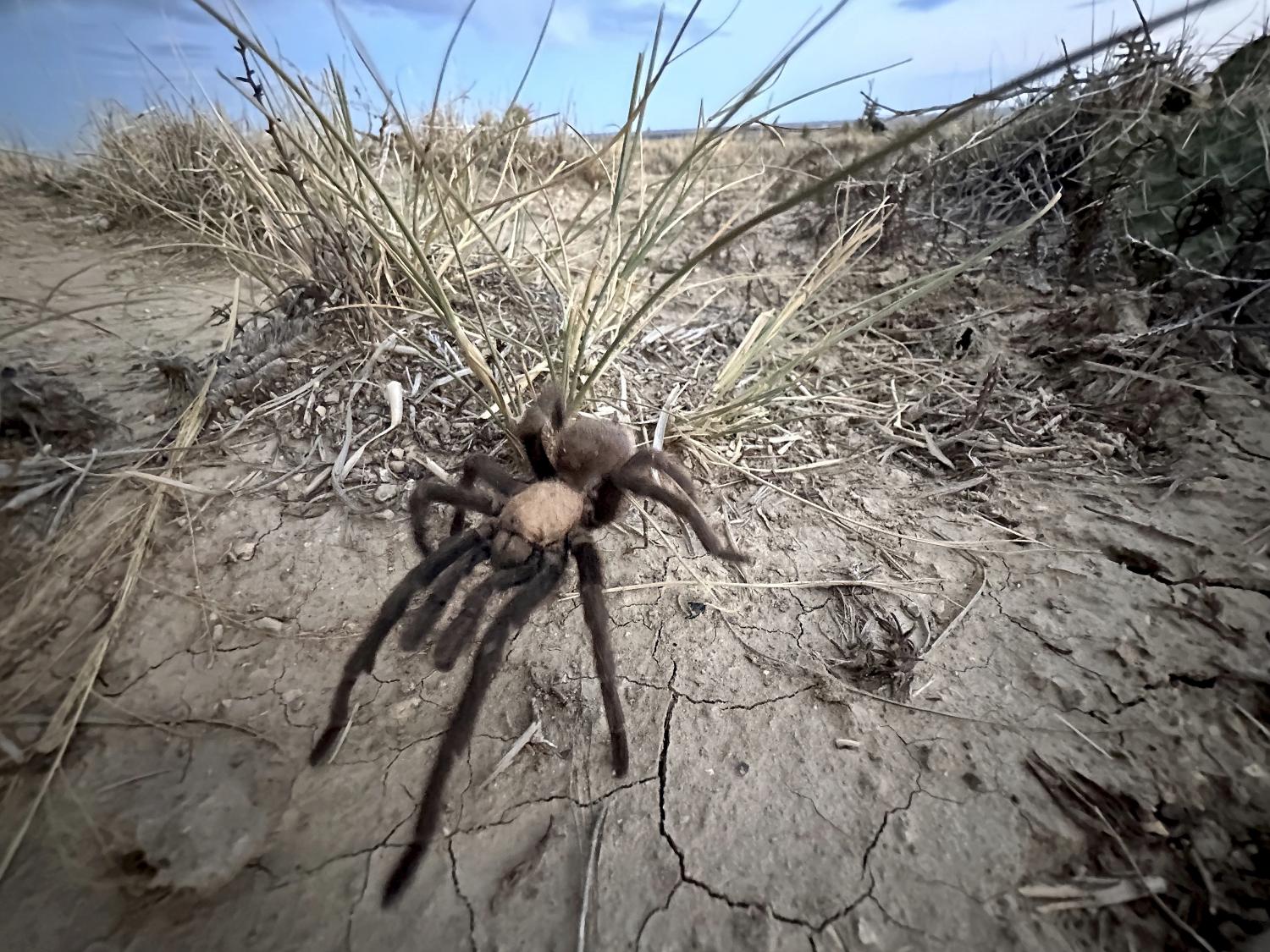 Spider lovers scurry to Colorado town in search of mating tarantulas and community