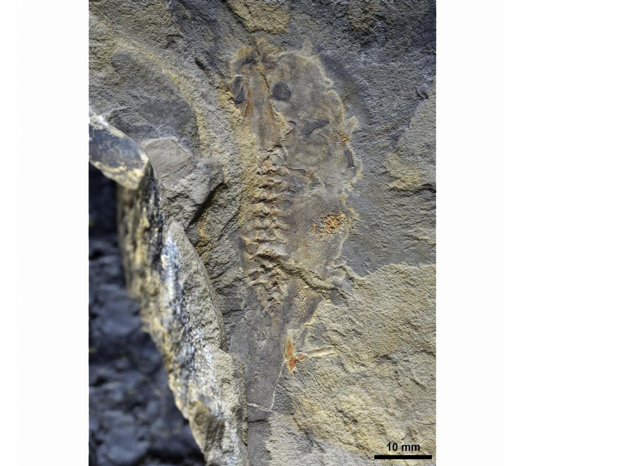 This ancient tadpole fossil is the oldest ever discovered