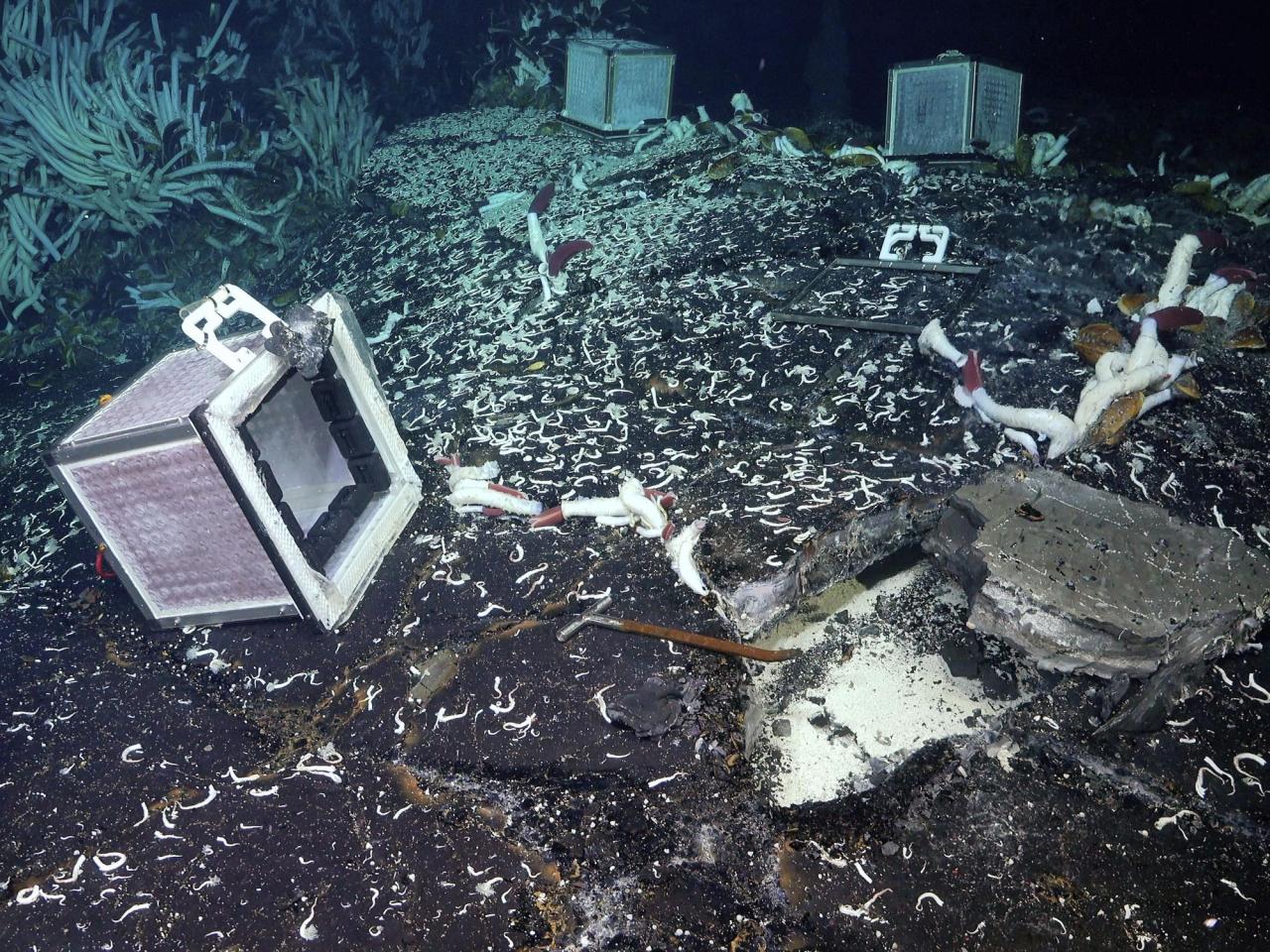 Tubeworms, snails and other weird creatures found under the seafloor