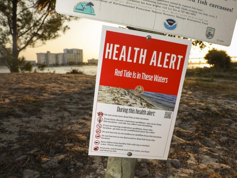 What to know about red tide after Florida's back-to-back hurricanes