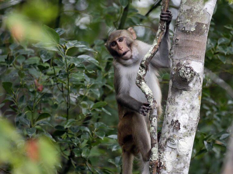 2 more escaped monkeys recaptured and enjoying peanut butter and jelly sandwiches in South Carolina