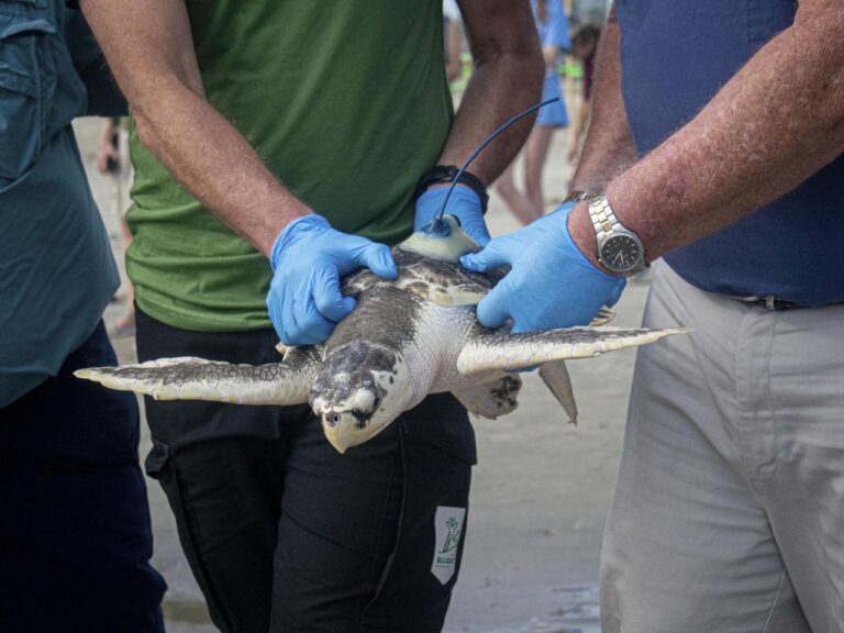 A wayward sea turtle wound up in the Netherlands. A rescue brought it thousands of miles back home