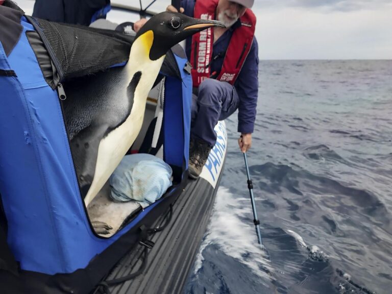 Emperor penguin released at sea 20 days after waddling onto Australian beach