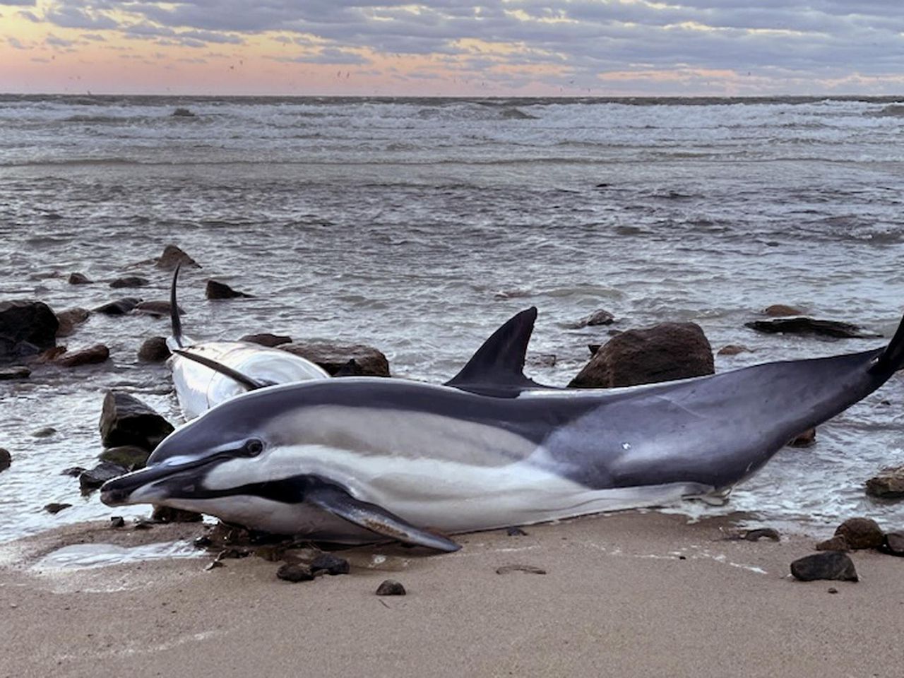 Historically bad year for dolphin strandings on Cape Cod has scientists looking for answers