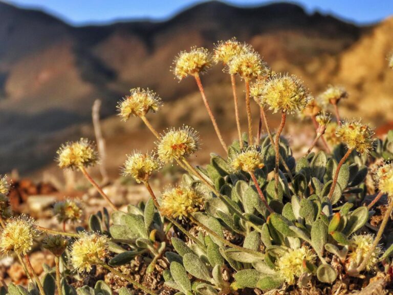 Nevada lithium mine will crush rare plant habitat US said is critical to its survival, lawsuit says