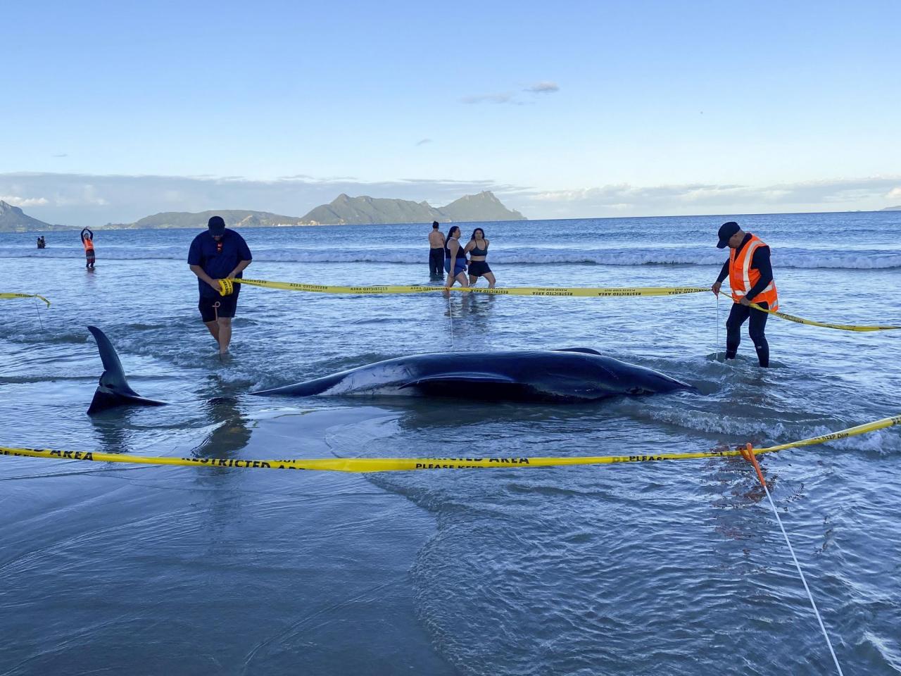 New Zealanders save more than 30 stranded whales by lifting them on sheets