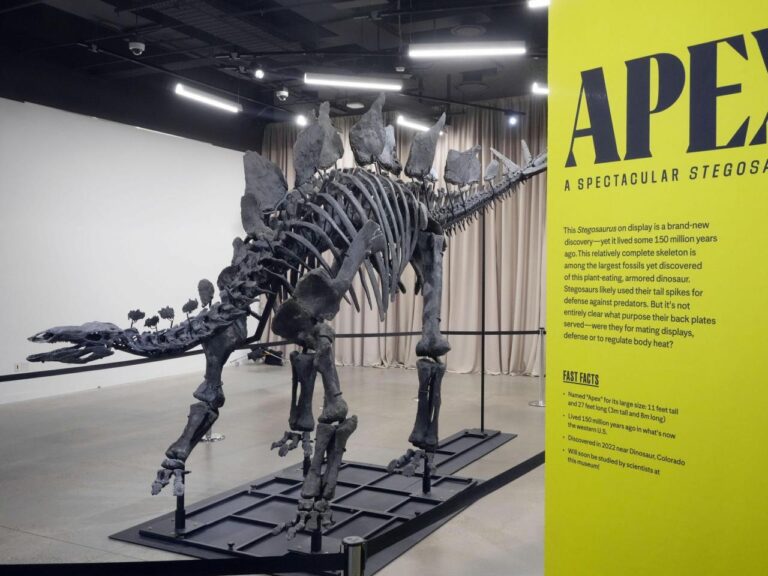 Apex the $45M stegosaurus is on display in New York. Here's what scientists hope to learn about it