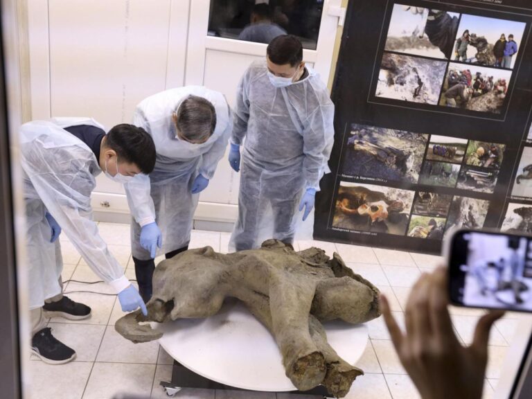 Baby mammoth preserved for 50,000 years is unveiled in Russia's Siberia