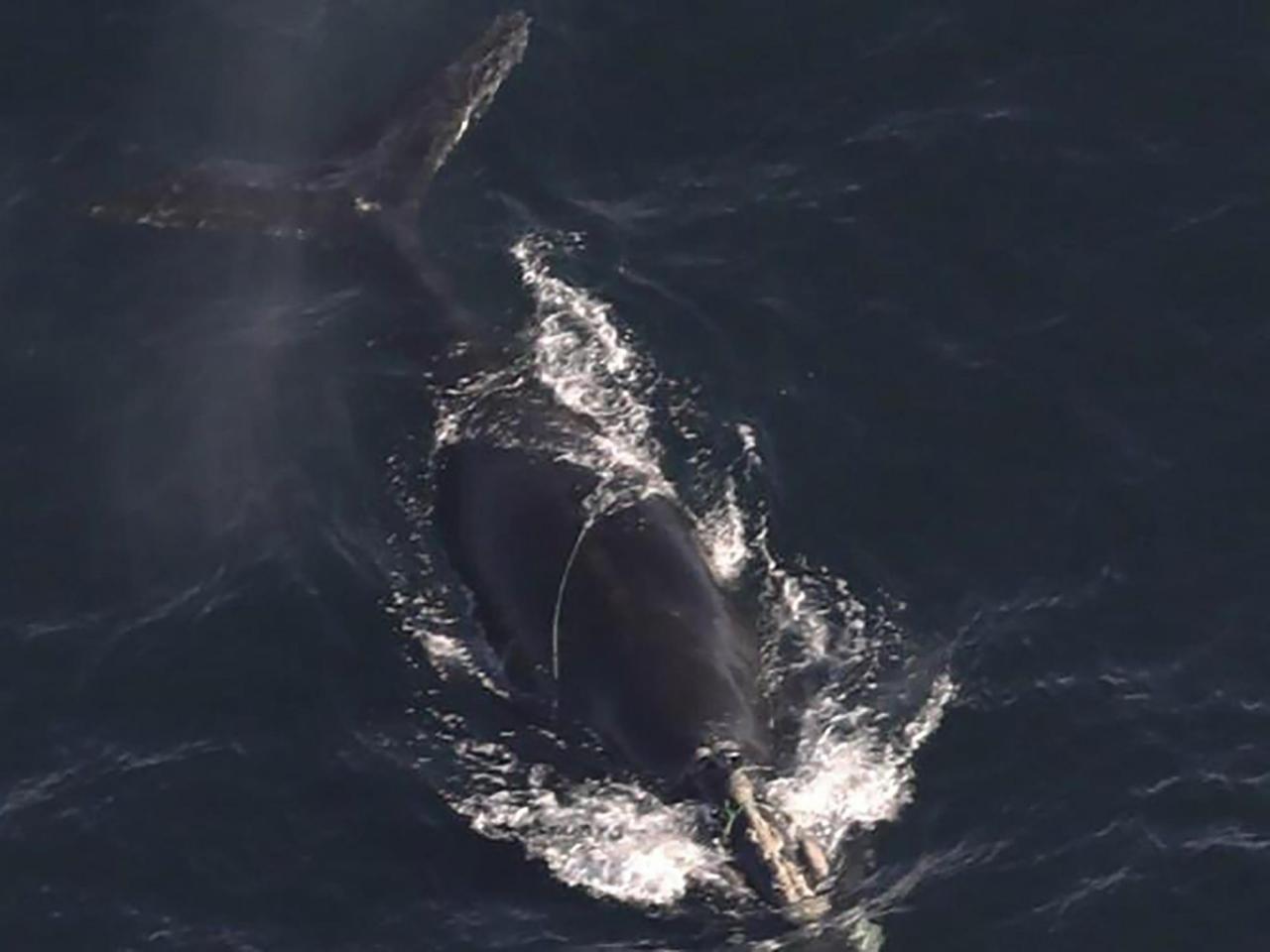 Endangered whales found entangled in rope off Massachusetts, and 1 is likely to die