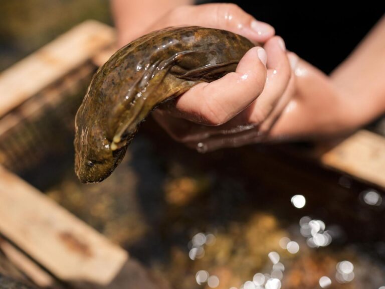 Feds propose protection for giant salamanders devastated by Hurricane Helene