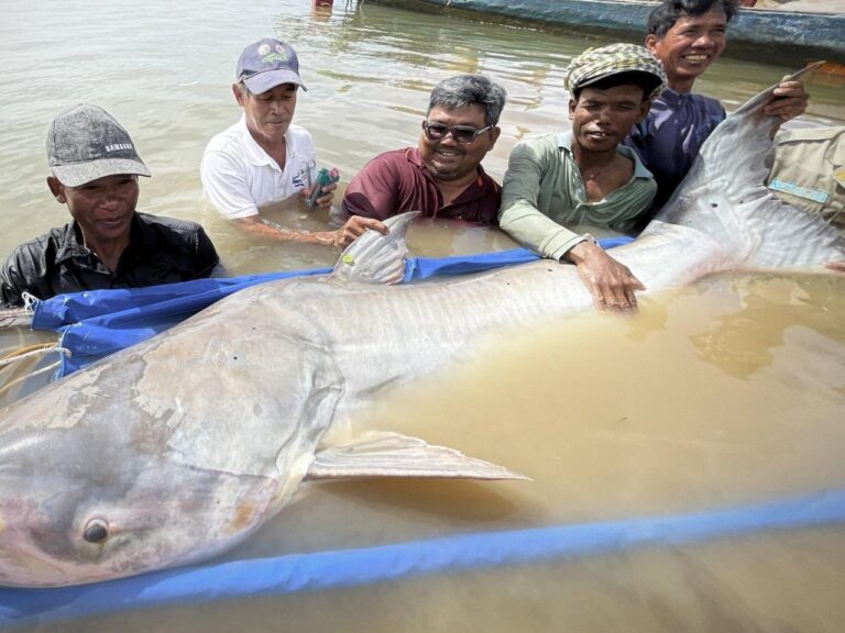 Huge and rare Mekong catfish spotted in Cambodia, raising conservation hopes