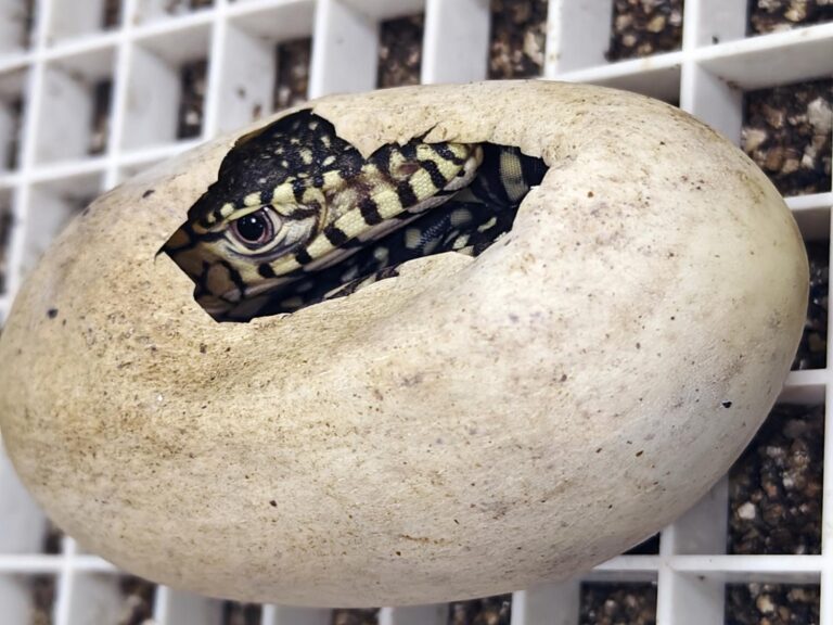 LA Zoo hatches first-ever perentie lizards, one of largest lizard species in the world