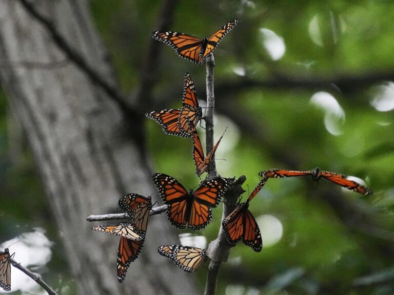 Monarch butterflies to be listed as a threatened species in US