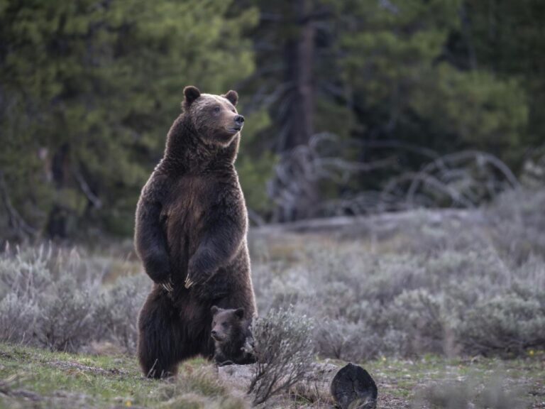 New approach to Rocky Mountain grizzlies sought ahead of the second Trump presidency