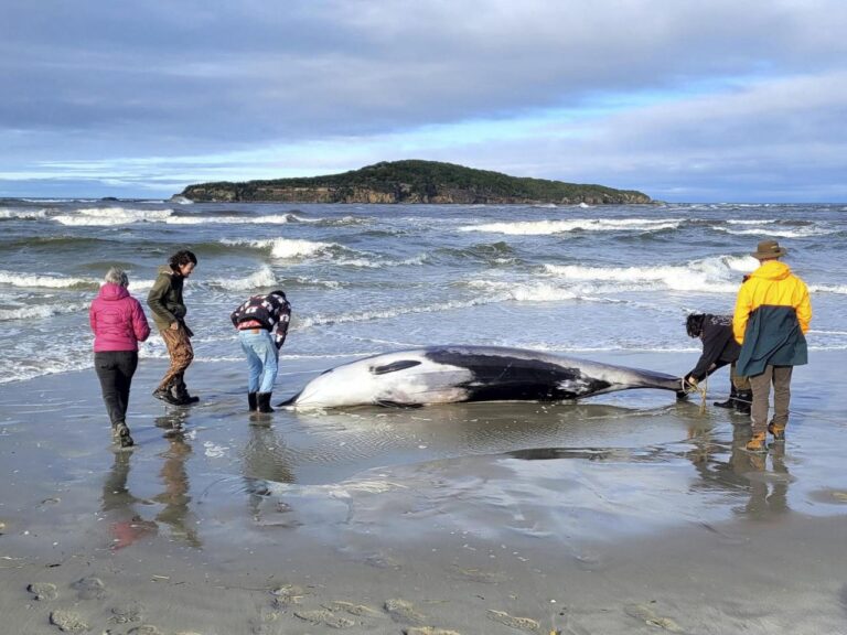 New Zealand scientists suspect specimen of world's rarest whale died from head injuries