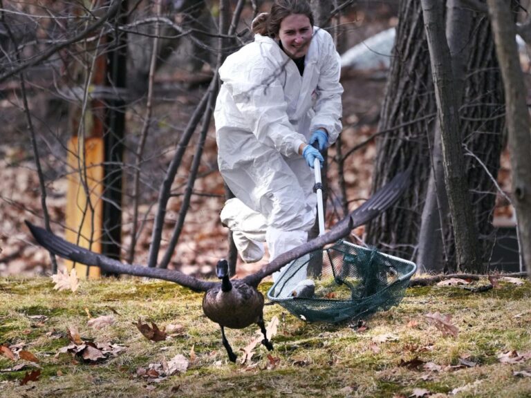 Rescuers rush to save geese and ducks soaked in oil due to spill in Boston river