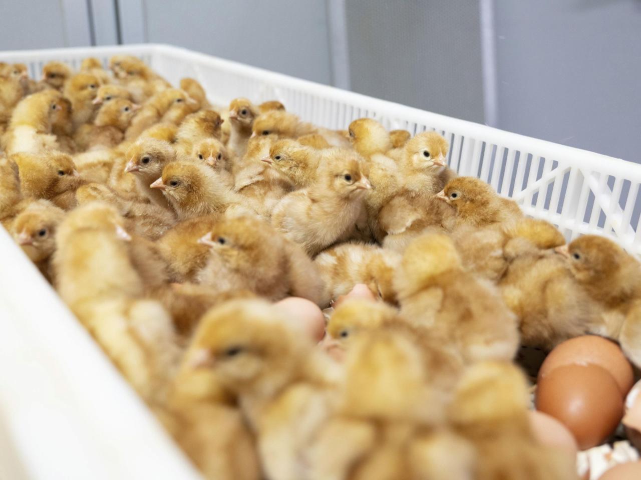 The US egg industry kills 350 million chicks a year. New technology offers an alternative