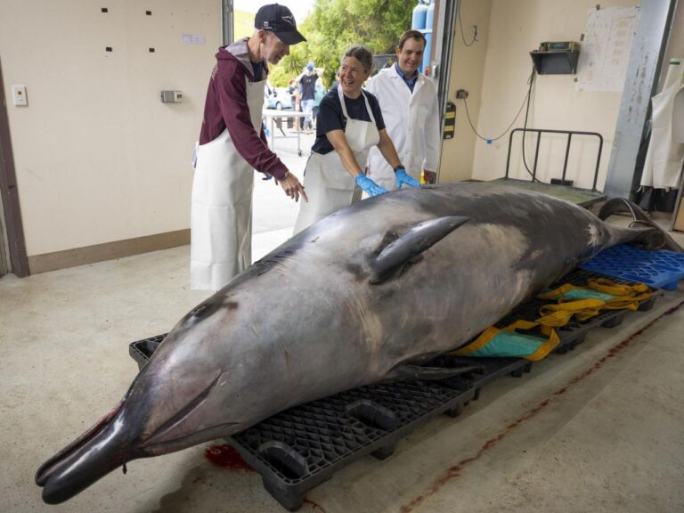 This whale species is so rare it's never been seen alive. A dissection may decode its mysteries