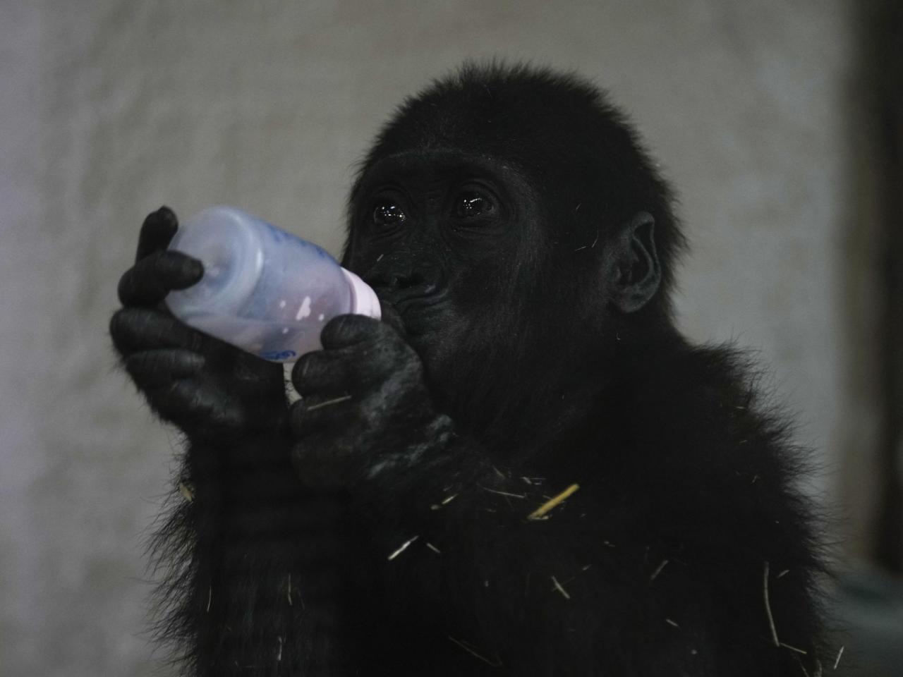 A young gorilla rescued from aircraft hold recovers at Istanbul zoo