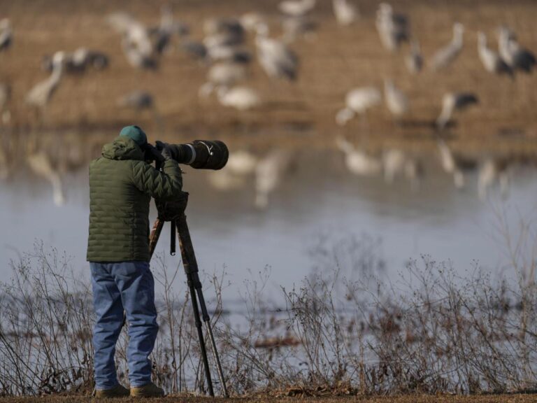 Alabama refuge is a paradise for birders and thousands of migrating sandhill cranes