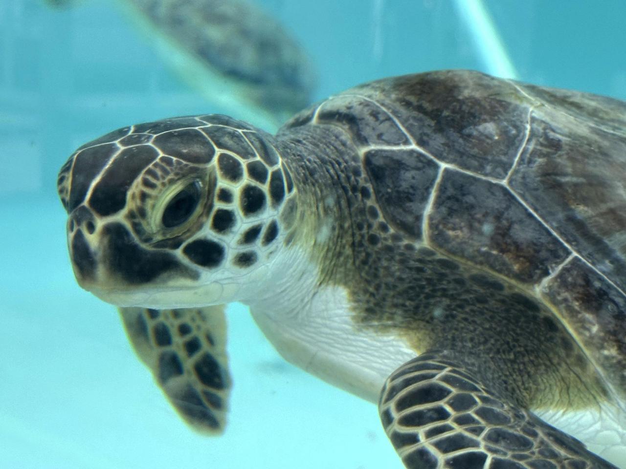 Cold-stunned green sea turtles are recovering at a Florida marine life center