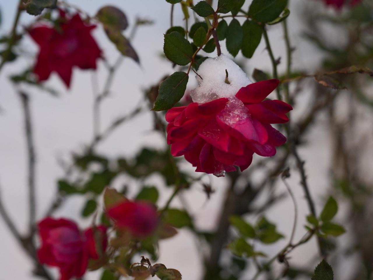 Extreme cold and snow across the South isn't a threat to most native plants and animals, experts say