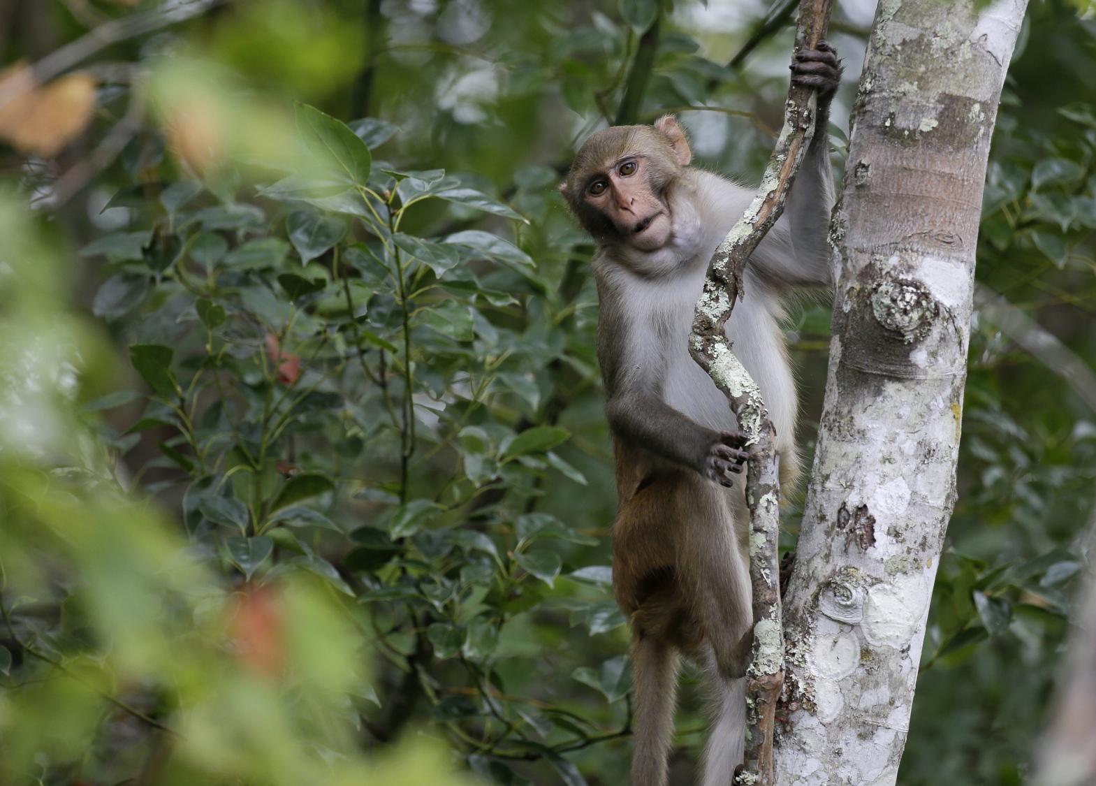 Last 4 escaped monkeys are captured in South Carolina after months on the loose