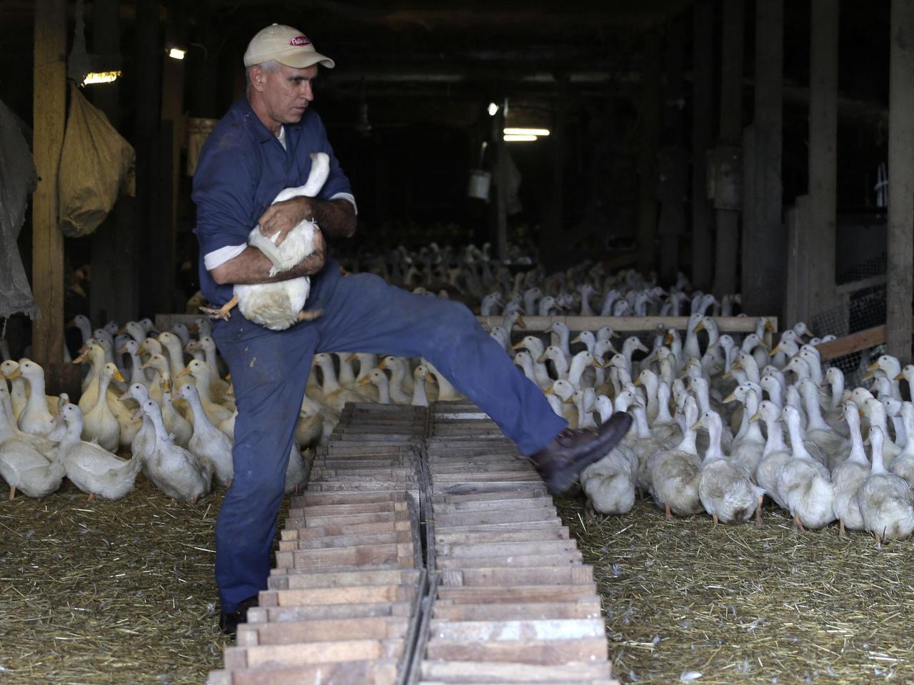 Long Island’s last duck farm weighs closure after outbreak leads to killing of entire flock