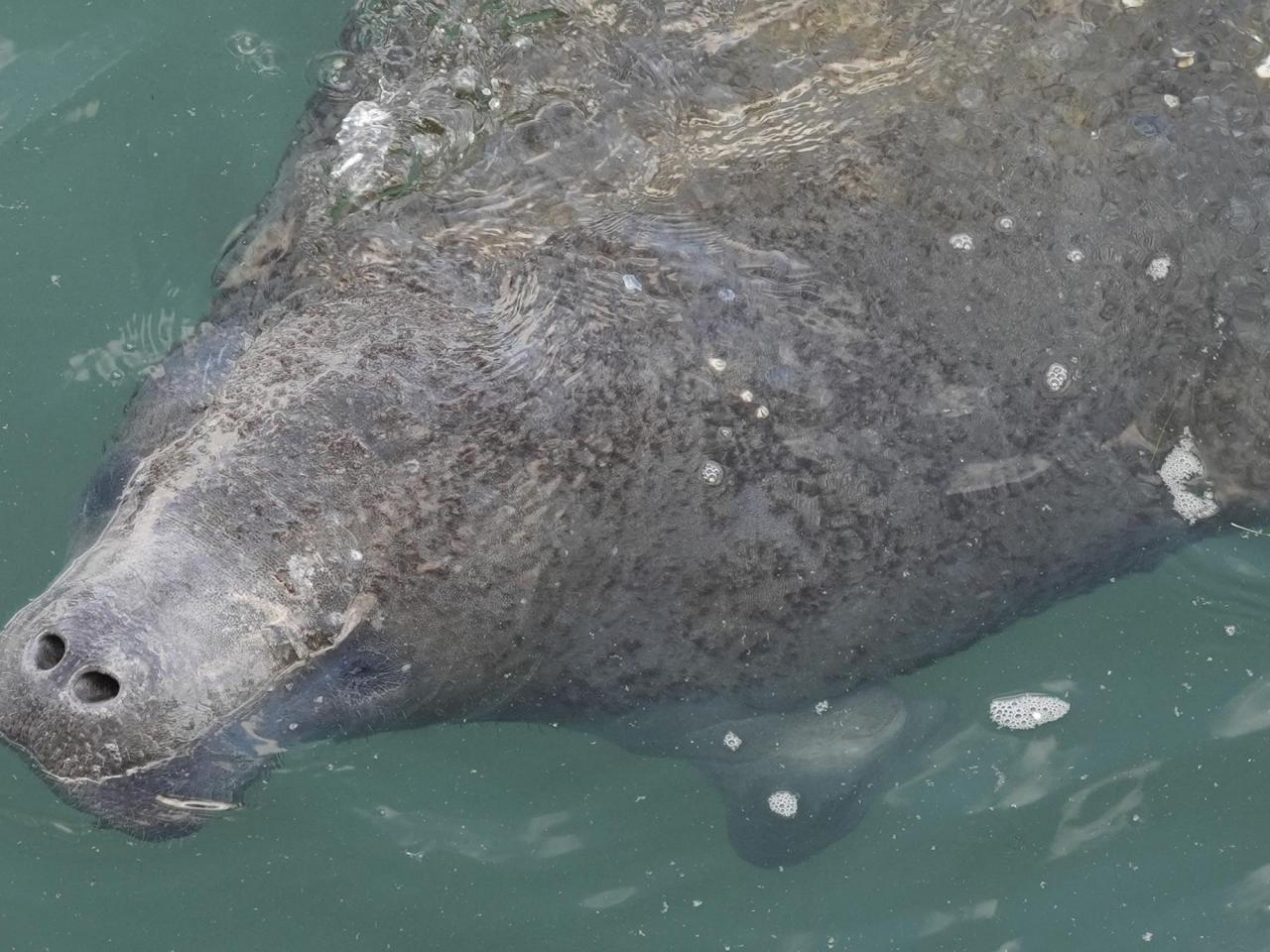 Manatees congregate in warm waters near power plants as US winter storms graze Florida