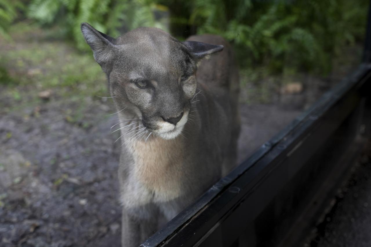 Many animals and plants are losing their genetic diversity, making them more vulnerable