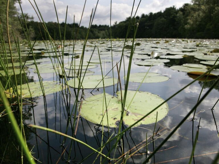 New research shows a quarter of freshwater animals are threatened with extinction