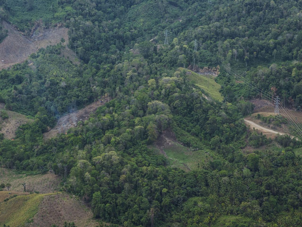 South Korea to shrink biomass energy subsidies after criticism over link to deforestation