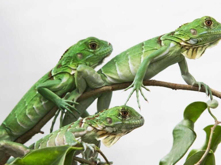 Taiwan plans to cull up to 120,000 green iguanas due to their negative impact on agriculture