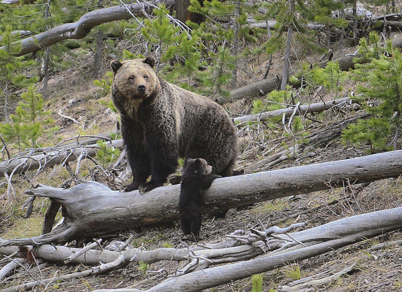 US will keep protecting more than 2,000 Rocky Mountain grizzly bears