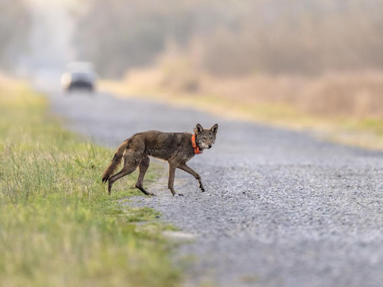 A North Carolina wildlife crossing will save people. Can it save the last wild red wolves too?