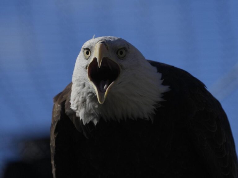 American bald eagles are having a moment, ecologically and culturally