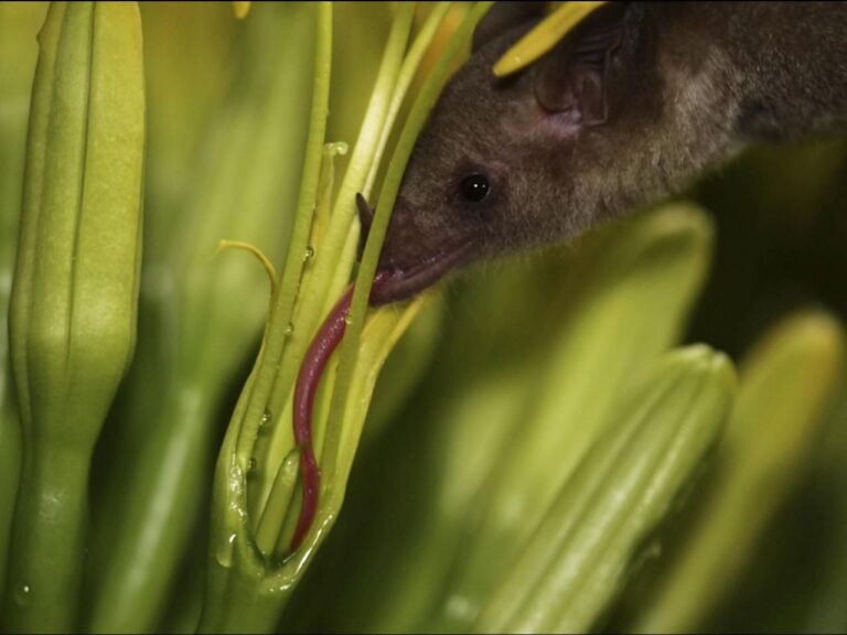 Arizona has added an endangered bat to the list of night-flying creatures that frequent the state