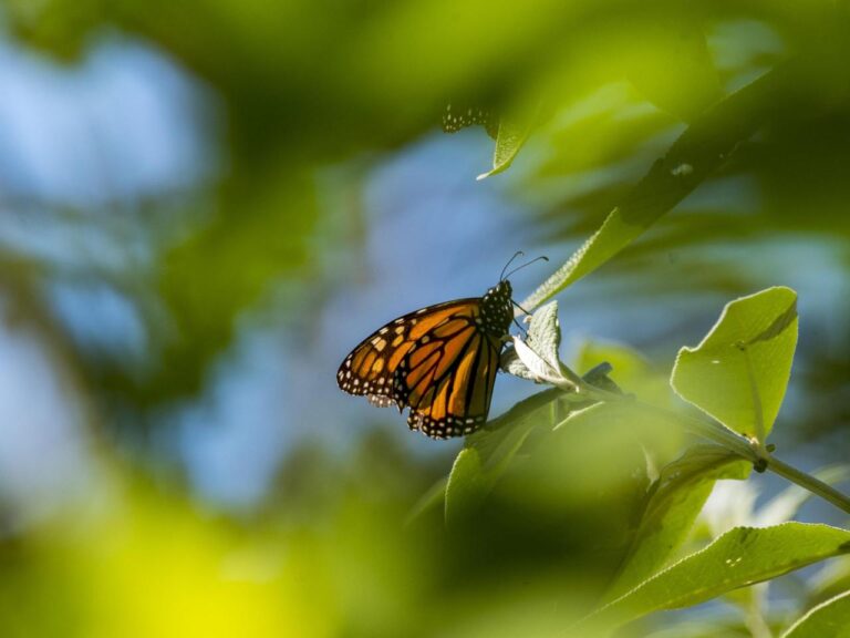 Dramatic drop in monarch butterfly count nears record 30-year low